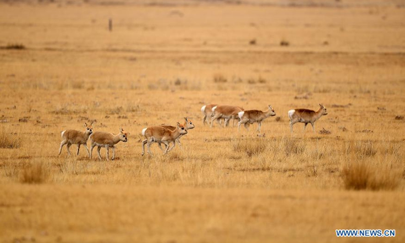 Przewalski's gazelles seen on grassland in Qinghai - Global Times