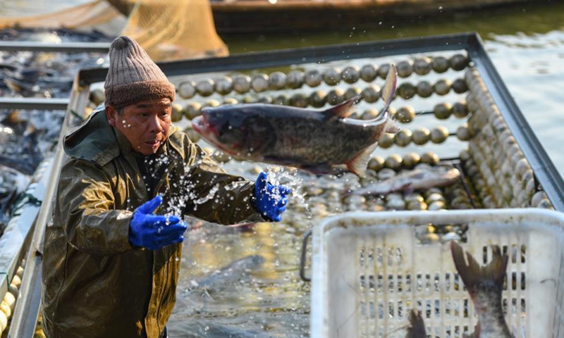 Staff members catch fish at Huangjiahu fishery in Hunan - Global Times