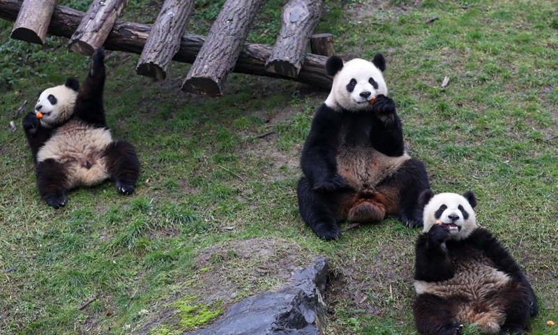 Pairi Daiza zoo hosts five giant pandas in Brugelette, Belgium - Global ...
