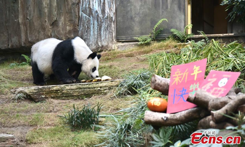 Giant panda An An welcomes visitors at reopened Hong Kong Ocean Park ...