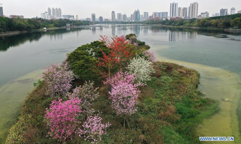 Aerial photo taken on Feb. 27, 2021 shows blooming flowers on small islands in the middle of Nanhu Lake in Nanning, south China's Guangxi Zhuang Autonomous Region.(Photo: Xinhua)