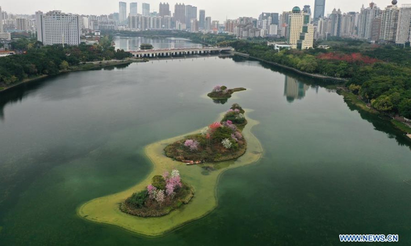 Aerial photo taken on Feb. 27, 2021 shows blooming flowers on small islands in the middle of Nanhu Lake in Nanning, south China's Guangxi Zhuang Autonomous Region.(Photo: Xinhua)