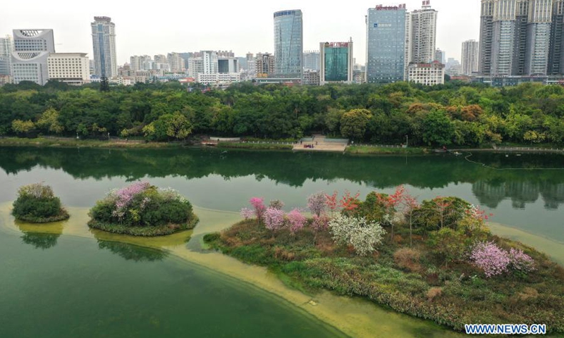 Aerial photo taken on Feb. 27, 2021 shows blooming flowers on small islands in the middle of Nanhu Lake in Nanning, south China's Guangxi Zhuang Autonomous Region.(Photo: Xinhua)