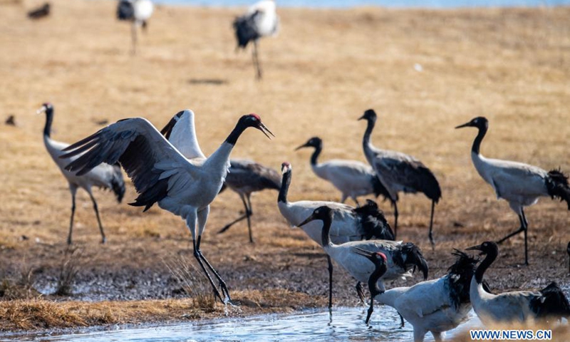 Measures Taken To Protect Habitat Of Black-necked Cranes In Zhaotong 