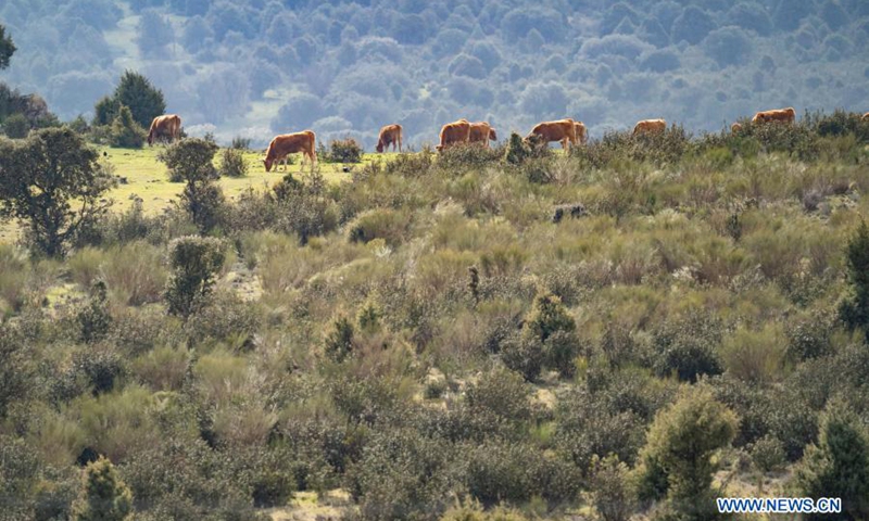 Cattle graze in a field in Manzanares el Real, Spain, on Feb. 28, 2021.(Photo: Xinhua)