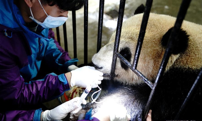 Staff members carry out a blood test for a giant panda at Shanghai Zoo in east China's Shanghai, March 1, 2021. Routine health checks are performed to ensure the physical health of the two giant pandas living at Shanghai Zoo.Photo:Xinhua