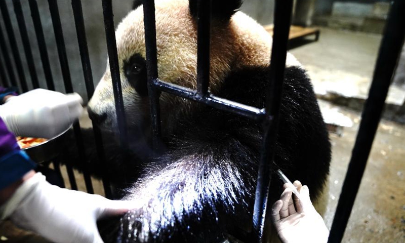 Staff members vaccinate a giant panda at Shanghai Zoo in east China's Shanghai, March 1, 2021. Routine health checks are performed to ensure the physical health of the two giant pandas living at Shanghai Zoo.Photo:Xinhua