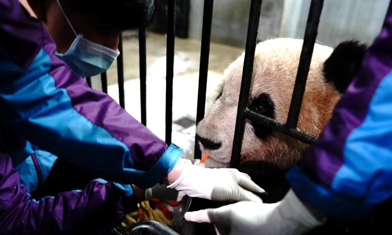 Staff members make preparations for a blood test for a giant panda at Shanghai Zoo in east China's Shanghai, March 1, 2021. Routine health checks are performed to ensure the physical health of the two giant pandas living at Shanghai Zoo. Photo:Xinhua