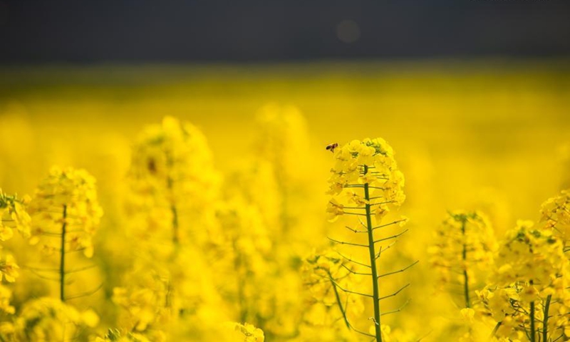 A bee flies by cole flowers in Luoping County, southwest China's Yunnan Province, March 2, 2021.Photo:Xinhua