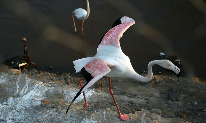 A flamingo tries to fly at a zoo in Rawalpindi of Pakistan's Punjab province on March 3, 2021.(Photo:Xinhua)