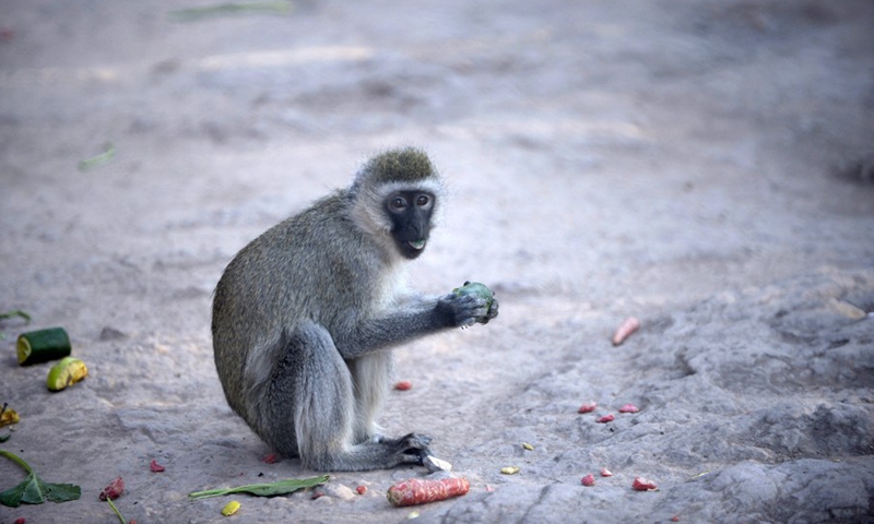 A vervet monkey is seen at a zoo in Rawalpindi of Pakistan's Punjab province on March 3, 2021.(Photo:Xinhua)