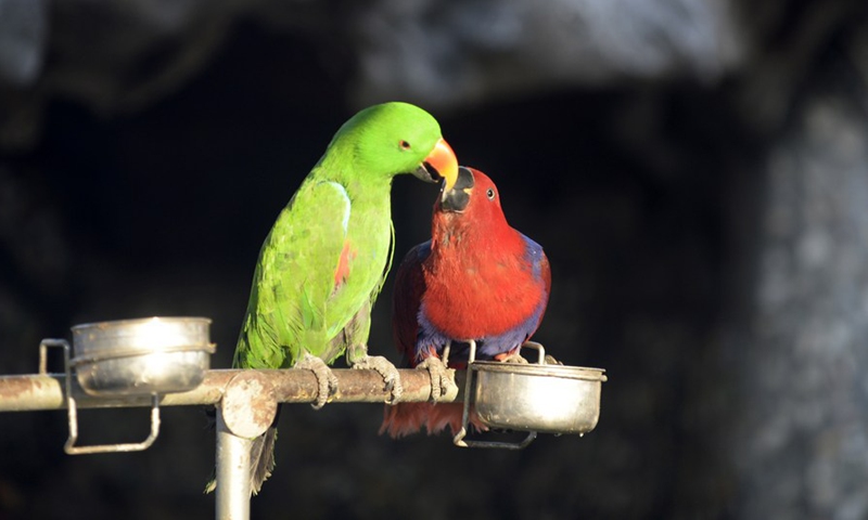 Parrots are seen at a zoo in Rawalpindi of Pakistan's Punjab province on March 3, 2021.(Photo:Xinhua)