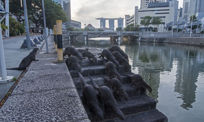 A pack of wild smooth-coated otters, nicknamed the Zouk family, crosses Penang Road in Singapore on March 3, 2021, the World Wildlife Day.(Photo: Xinhua)