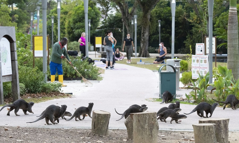 A pack of wild smooth-coated otters, nicknamed the Zouk family, moves through the park at Fort Canning in Singapore on March 3, 2021, the World Wildlife Day.(Photo: Xinhua)