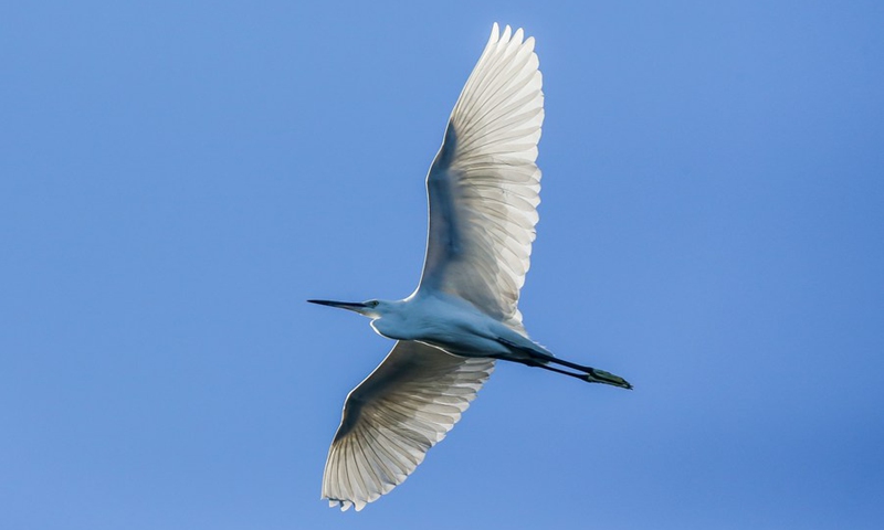 A great egret flies over the Las Pinas-Paranaque Wetland Park in Las Pinas City, the Philippines on March 3, 2021. (Photo: Xinhua)