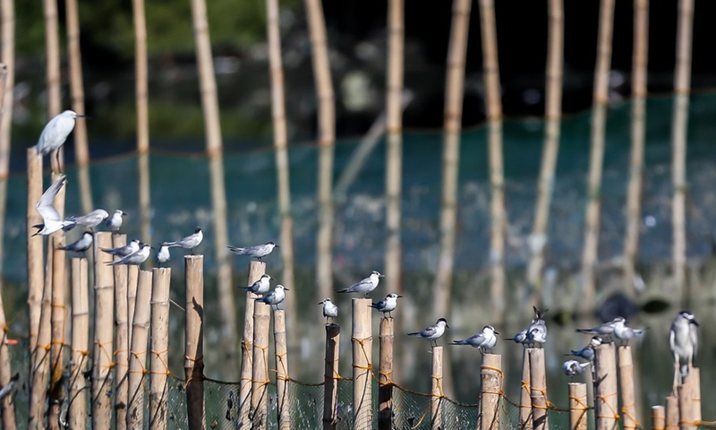 Various migratory birds are seen perched on bamboo stilts at the Las Pinas-Paranaque Wetland Park in Las Pinas City, the Philippines on March 3, 2021.(Photo: Xinhua)