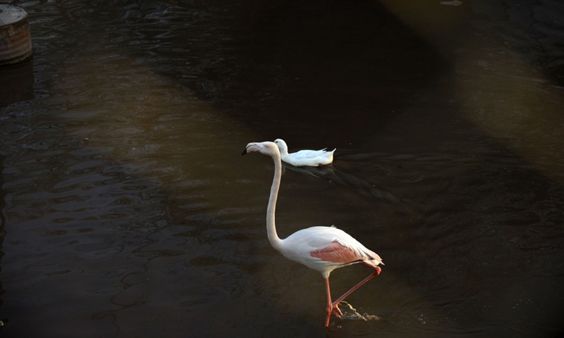 A flamingo is seen at a zoo in Rawalpindi of Pakistan's Punjab province on March 3, 2021.(Photo:Xinhua)