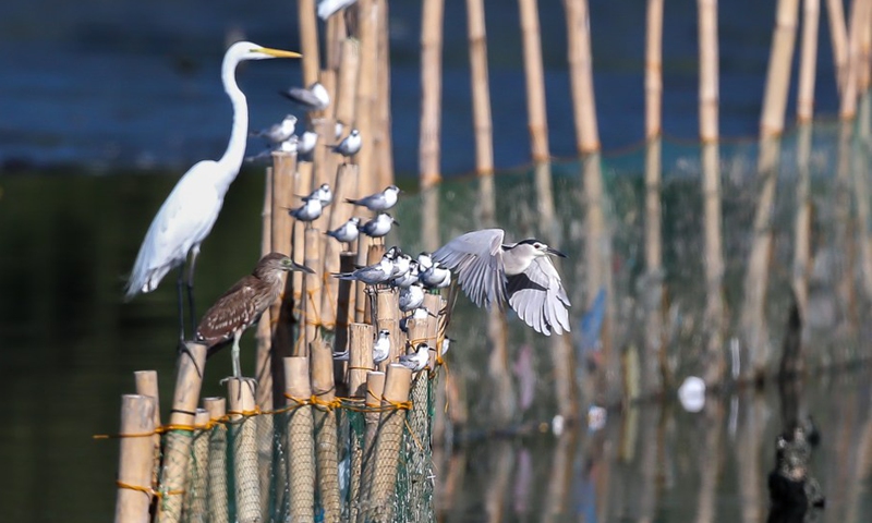 Various migratory birds are seen perched on bamboo stilts at the Las Pinas-Paranaque Wetland Park in Las Pinas City, the Philippines on March 3, 2021.(Photo: Xinhua)