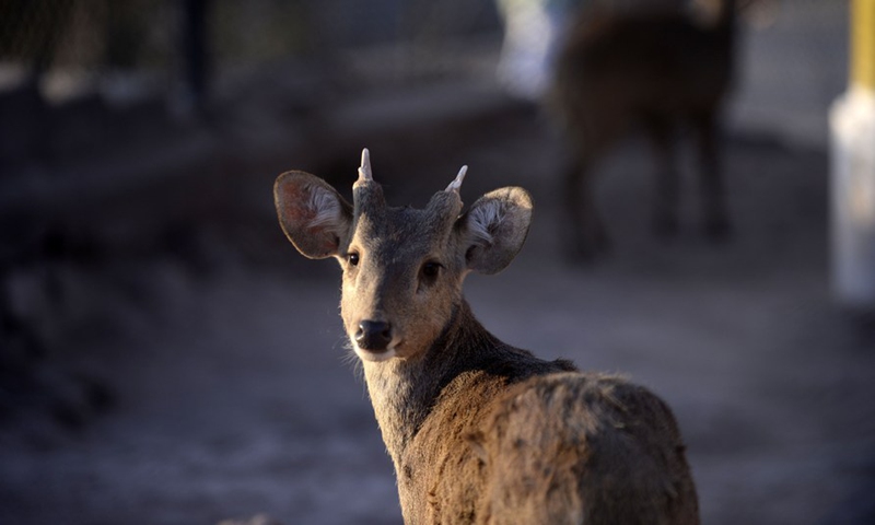 A hog deer is seen at a zoo in Rawalpindi of Pakistan's Punjab province on March 3, 2021. (Photo:Xinhua)