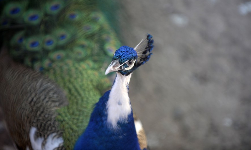 A peacock is seen at a zoo in Rawalpindi of Pakistan's Punjab province on March 3, 2021.(Photo:Xinhua)