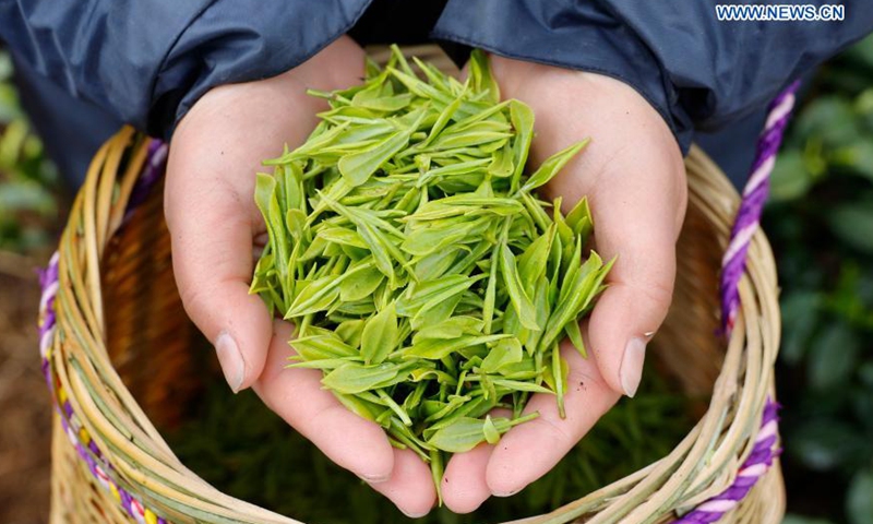 A farmer shows tea leaves at a tea garden in Sanshi Village, Jingning She Autonomous County in Lishui, east China's Zhejiang Province, March 4, 2021. Photo:Xinhua