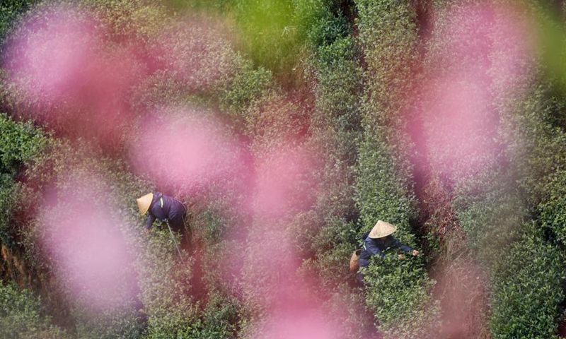 Farmers pick tea leaves at a tea garden in Sanshi Village, Jingning She Autonomous County in Lishui, east China's Zhejiang Province, March 4, 2021. Photo:Xinhua