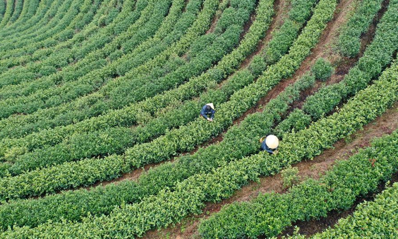 Aerial photo taken on March 4, 2021 shows farmers picking tea leaves at a tea garden in Sanshi Village, Jingning She Autonomous County in Lishui, east China's Zhejiang Province. Photo:Xinhua