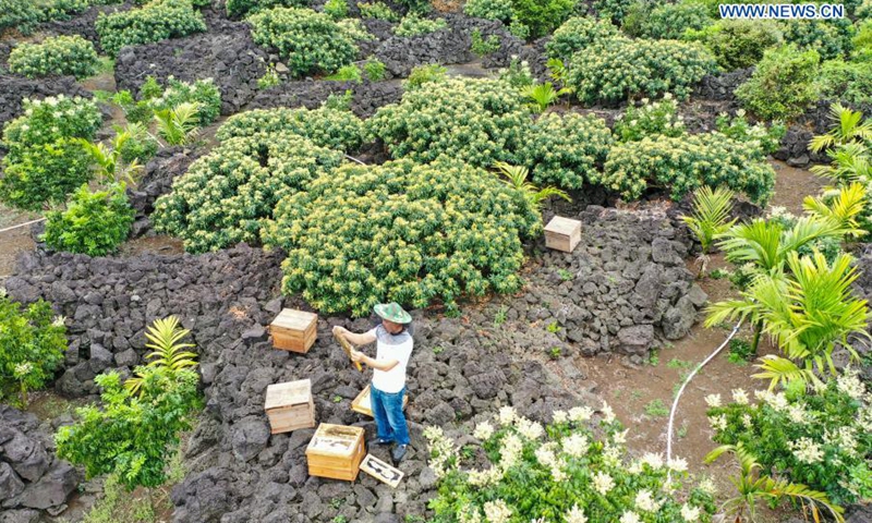 Aerial photo taken on March 7, 2021 shows a beekeeper inspecting a beehive among litchi flowers in Yongxing Township of Haikou City, east China's Hainan Province.(Photo: Xinhua)