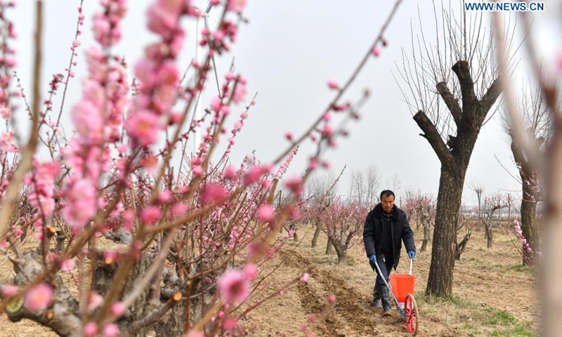 A villager fertilizes plum trees in a garden at Jiangzhuang Village in Xiayi County of Shangqiu City, central China's Henan Province, March 7, 2021. As temperature rises in spring, farmers are busy with farm work across China.(Photo: Xinhua)