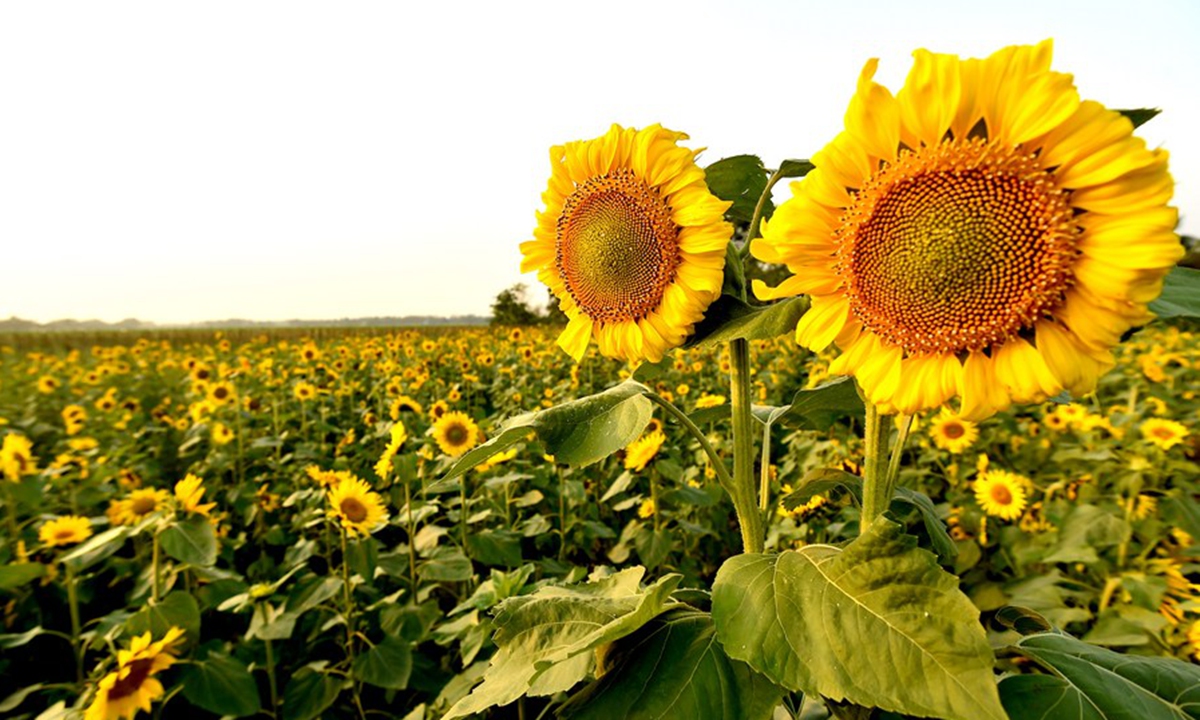sunflower travel dhaka