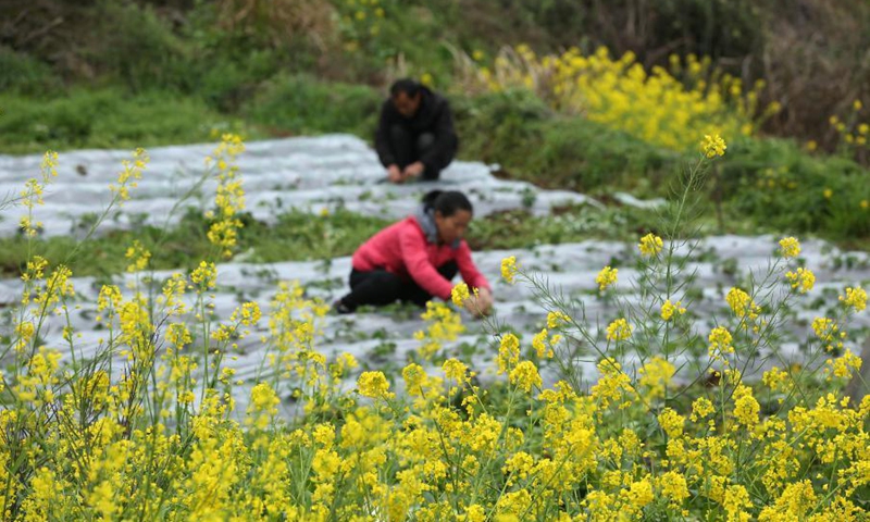 Villagers farm in Chengjiang Village of Xingren Town of Danzhai County, Qiandongnan Miao and Dong Autonomous Prefecture, southwest China's Guizhou Province, March 7, 2021. As temperature rises in spring, farmers are busy with farm work across China.(Photo: Xinhua)