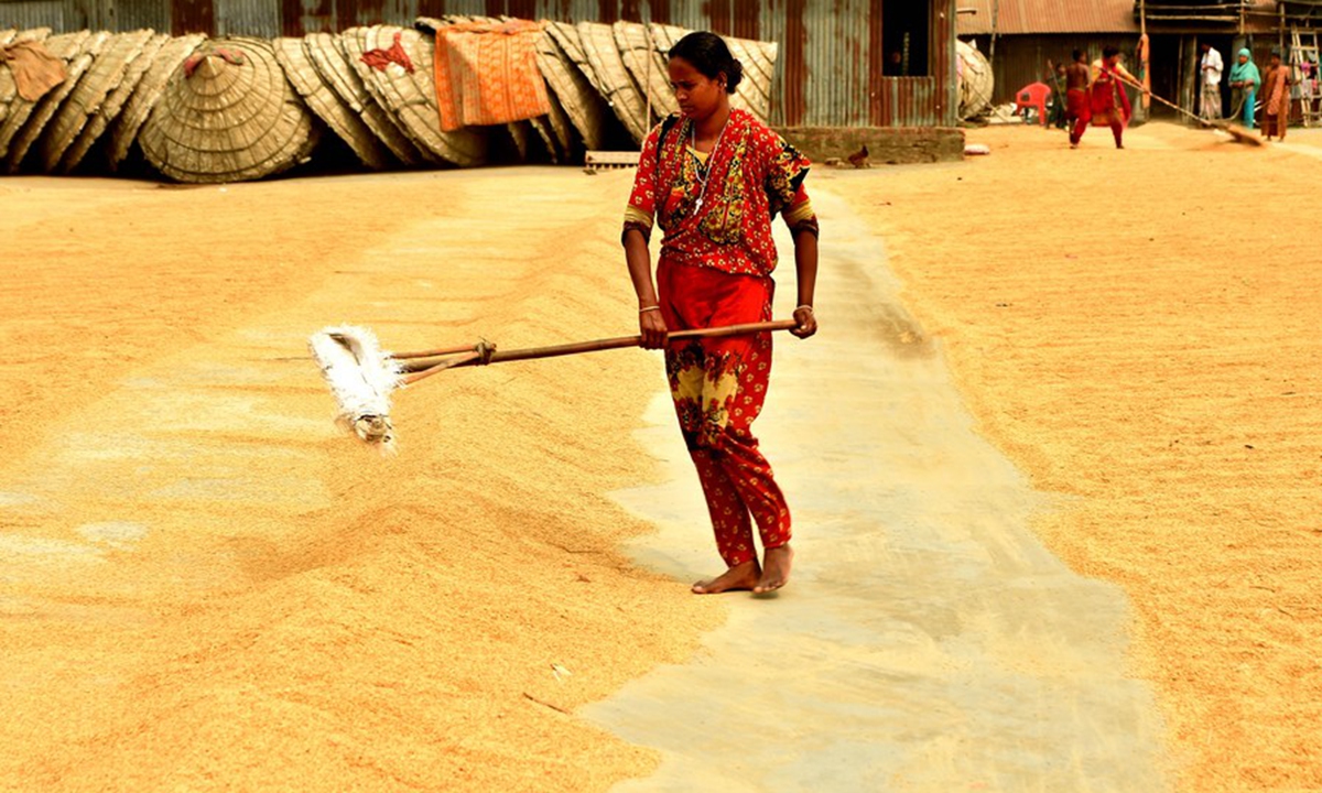 A female worker processes a pile of paddy crop for drying at a yard of rice mill in Brahmanbaria, Bangladesh on March 7, 2021. (Xinhua)