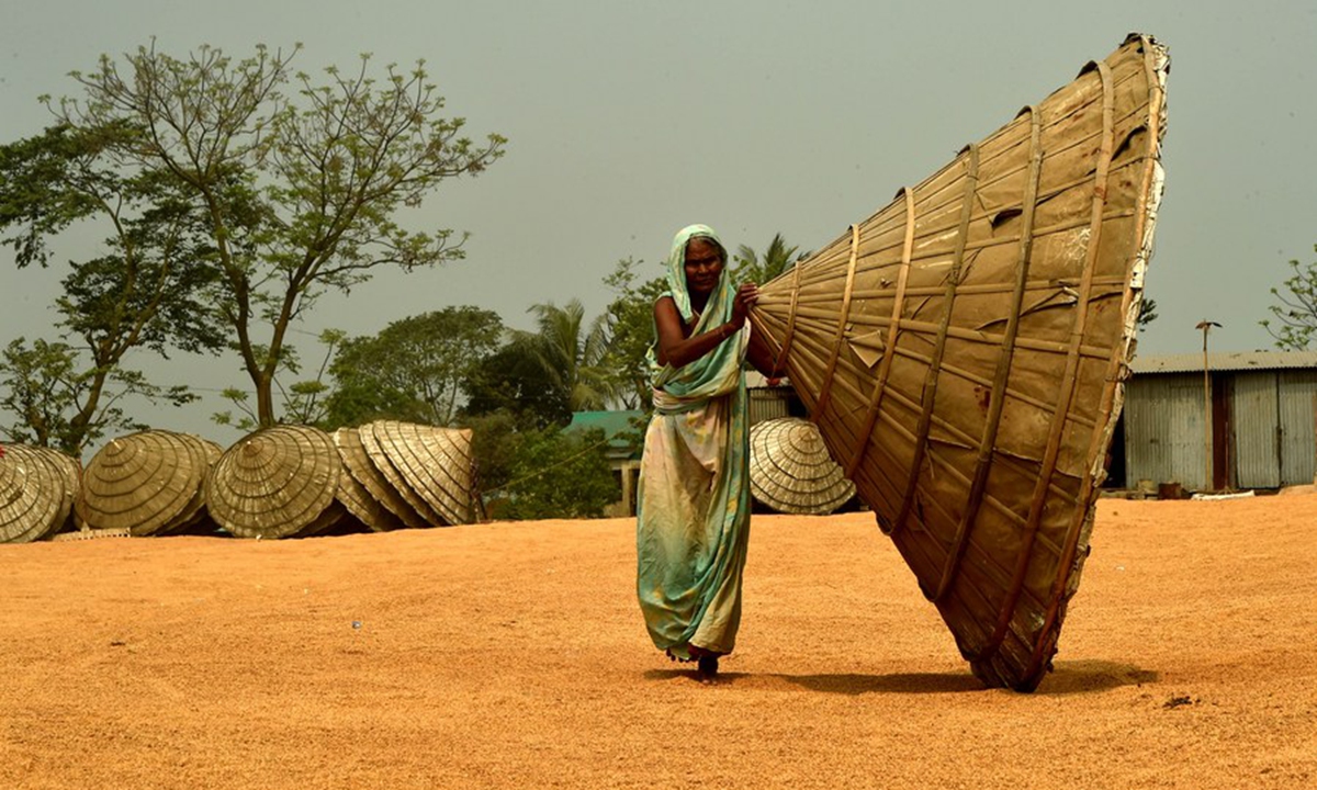 A female worker moves a giant cone on paddy crops spread for drying in a yard of a rice mill in Brahmanbaria, northeast of capital Dhaka, Bangladesh on March 7, 2021. (Xinhua)