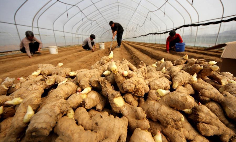 Farmers grow ginger in Shuiguo Town, Zaozhuang City, east China's Shandong Province, March 7, 2021. As temperature rises in spring, farmers are busy with farm work across China.(Photo: Xinhua)