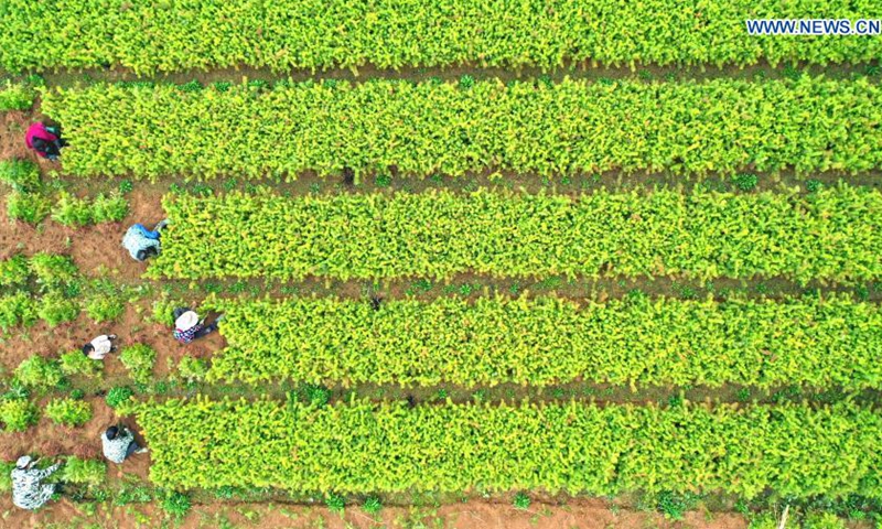 Aerial photo taken on March 7, 2021 shows villagers farming in Yaotian Town of Yongfeng County, Ji'an City, east China's Jiangxi Province. As temperature rises in spring, farmers are busy with farm work across China.(Photo: Xinhua)