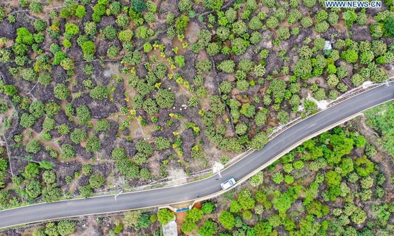 Aerial photo taken on March 7, 2021 shows litchi flowers in Yongxing Township of Haikou City, east China's Hainan Province. (Photo: Xinhua)