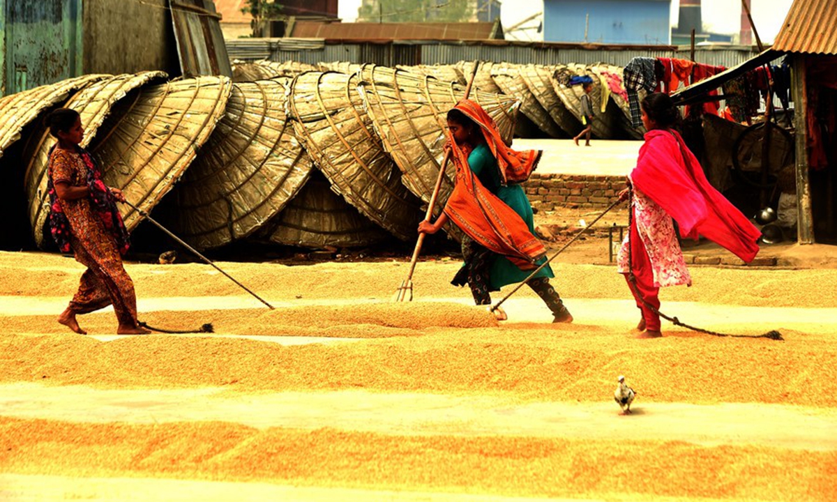 Women spread paddy crop for drying at a yard of rice mill in Brahmanbaria, Bangladesh on March 7, 2021. (Xinhua)