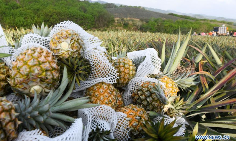 Harvested pineapples are seen at Fengyuan Village in Longgun Township of Wanning City, south China's Hainan Province, March 10, 2021.Photo:Xinhua