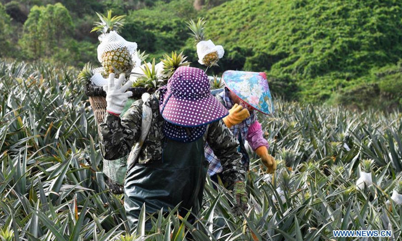 Employees harvest pineapples at Fengyuan Village in Longgun Township of Wanning City, south China's Hainan Province, March 10, 2021.Photo:Xinhua