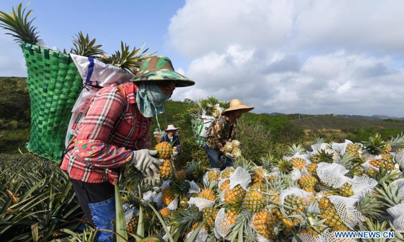 Employees pile harvested pineapples at Fengyuan Village in Longgun Township of Wanning City, south China's Hainan Province, March 10, 2021.Photo:Xinhua