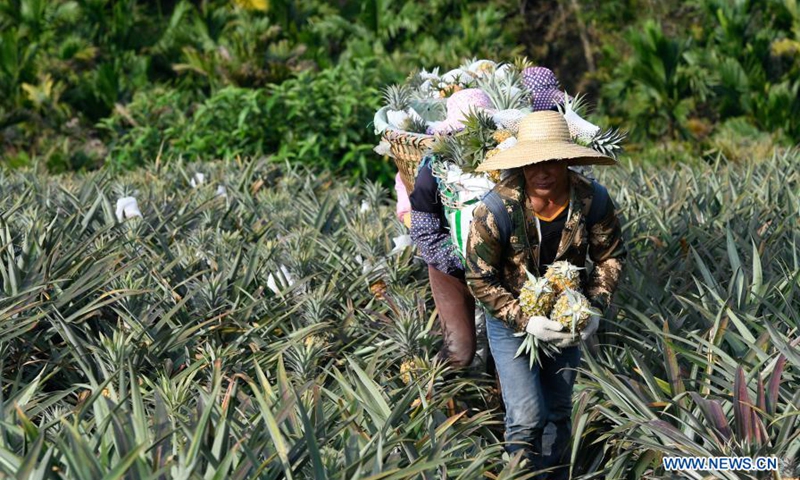 Employees transfer harvested pineapples at Fengyuan Village in Longgun Township of Wanning City, south China's Hainan Province, March 10, 2021.Photo:Xinhua