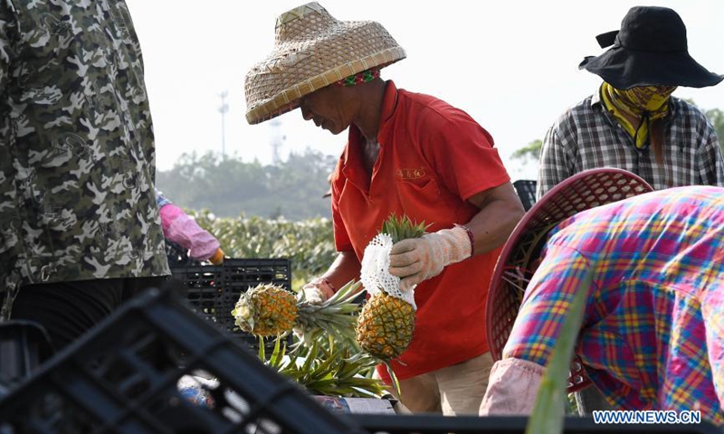 Employees pack harvested pineapples at Fengyuan Village in Longgun Township of Wanning City, south China's Hainan Province, March 10, 2021.Photo:Xinhua