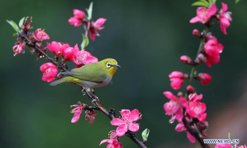 A bird stands on a tree branch in Hengyang City, central China's Hunan Province, on March 10, 2021.(Photo: Xinhua)