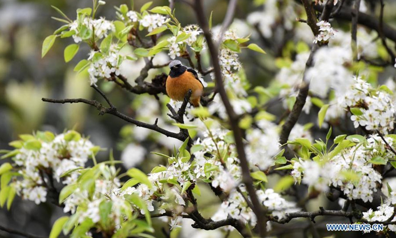 A bird stands on a tree branch in Hengyang City, central China's Hunan Province, on March 10, 2021.(Photo: Xinhua)