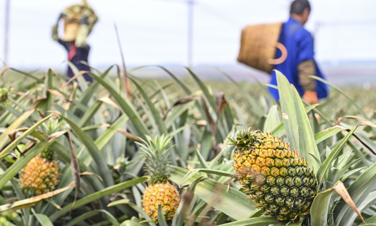 Farmers pick pineapples in Xuwen county, South China's Guangdong Province on Thursday. Xuwen has a history of pineapple cultivation that goes back nearly 100 years, and it is a major pineapple producer in China. It's known as the Hometown of Pineapples in China. Photo: cnsphoto