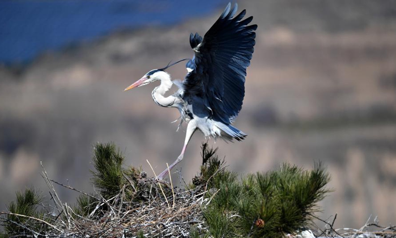 A heron is seen in Fangshan County of Lyuliang City, north China's Shanxi Province, March 11, 2021.(Photo:Xinhua) 