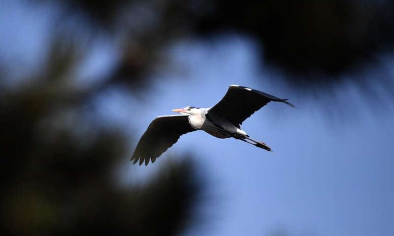 A heron is seen in Fangshan County of Lyuliang City, north China's Shanxi Province, March 11, 2021.(Photo:Xinhua) 