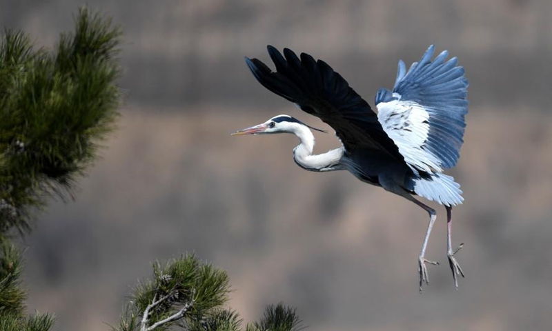 A heron is seen in Fangshan County of Lyuliang City, north China's Shanxi Province, March 11, 2021.(Photo:Xinhua) 