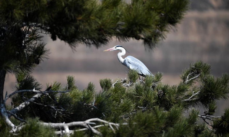 A heron is seen in Fangshan County of Lyuliang City, north China's Shanxi Province, March 11, 2021.(Photo:Xinhua) 