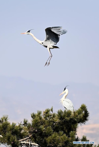 Herons are seen in Fangshan County of Lyuliang City, north China's Shanxi Province, March 11, 2021.(Photo:Xinhua) 